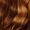 Light Brown Hazel