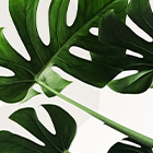 Vegan Cosmetics
