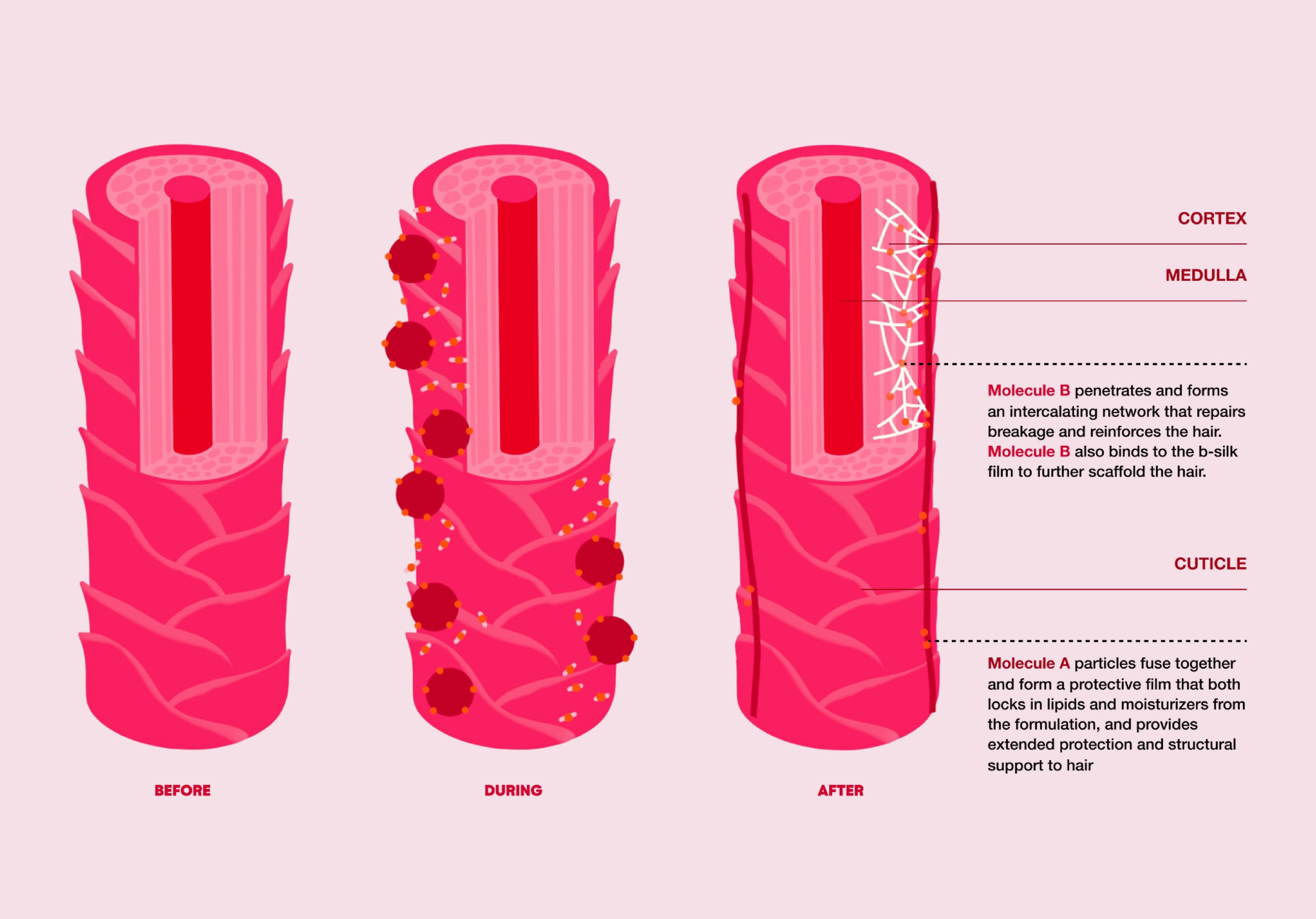 Cuticle Diagram for Goddess